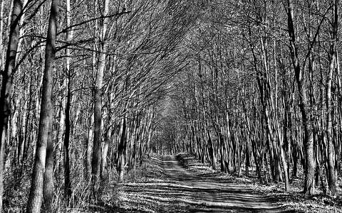 címlapfotó erdő fekete-fehér út