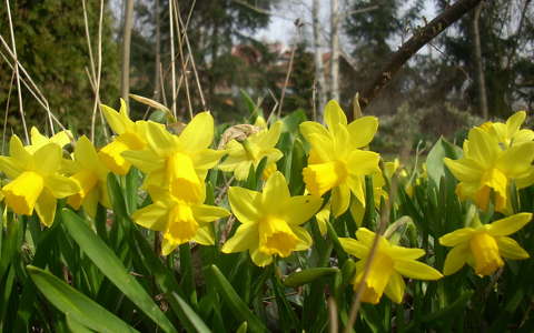 címlapfotó nárcisz tavasz tavaszi virág