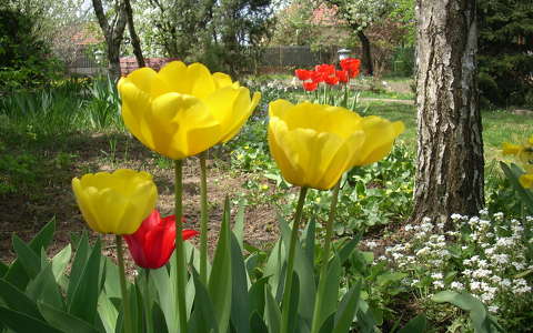 tulipán,tavasz,tavaszivirág