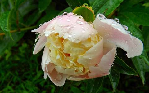 pünkösdi rózsa tavaszi virág vízcsepp