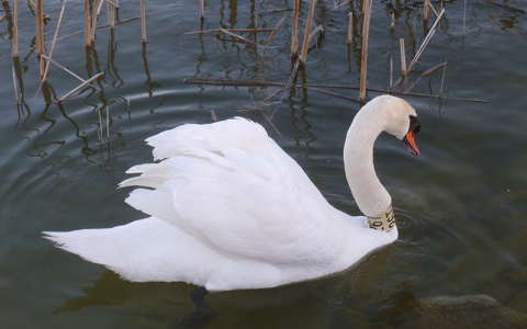 Hattyú