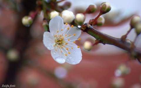 címlapfotó gyümölcsfavirág tavasz vízcsepp