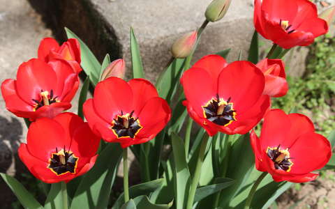 tavaszi virág tulipán