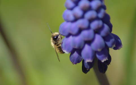 fürtösgyöngyike méh rovar tavaszi virág