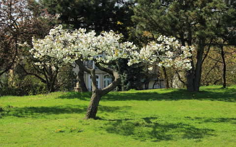 címlapfotó tavasz virágzó fa