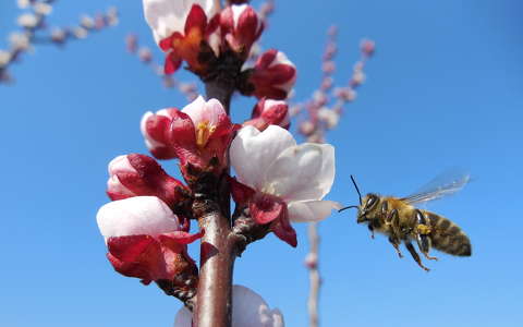 címlapfotó méh rovar tavasz