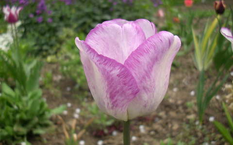 Tulipán