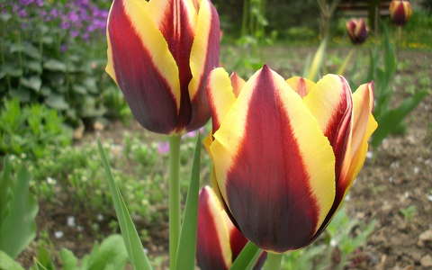 Tulipán