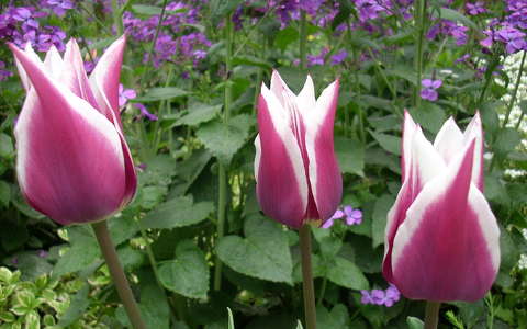 Tulipán