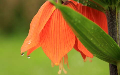 császárkorona tavaszi virág vízcsepp