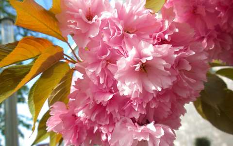 címlapfotó japán cseresznye
