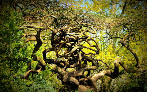 girbe-gurba fa a Budai Arborétumban