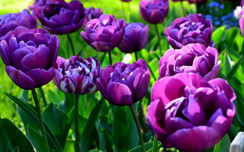 címlapfotó tavaszi virág tulipán