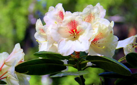 rododendron tavasz tavaszi virág