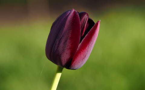 tavaszi virág tulipán