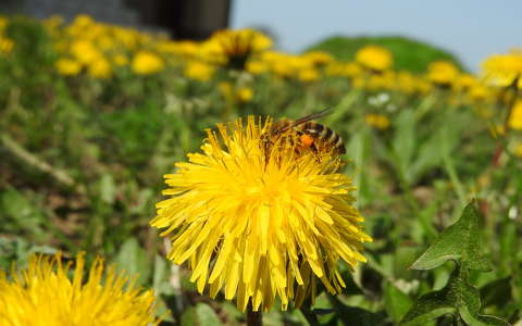 méh pitypang rovar vadvirág