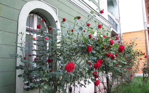 magyarország miskolc rózsa