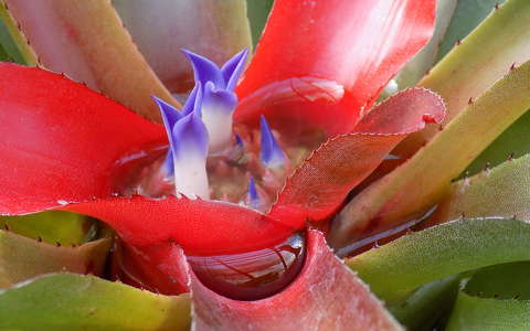 lándzsarózsa trópusi virág