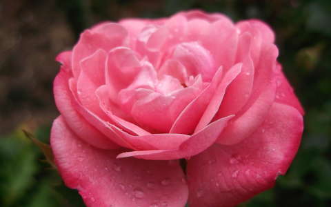 rózsa vízcsepp