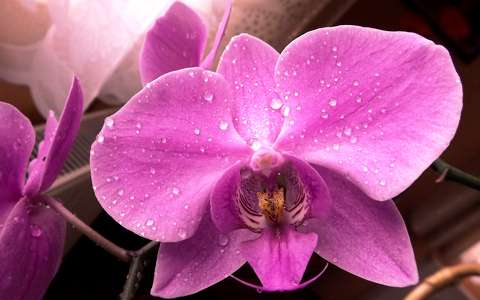 orchidea trópusi virág vízcsepp