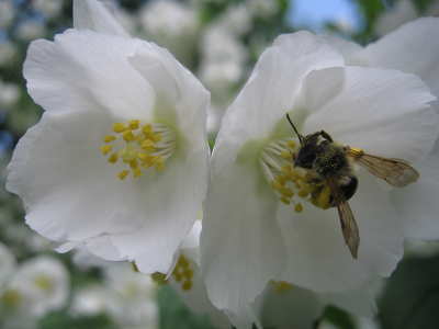 Méh, jázminbokor
