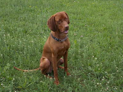 Magyar vizsla