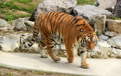 címlapfotó nagymacska tigris