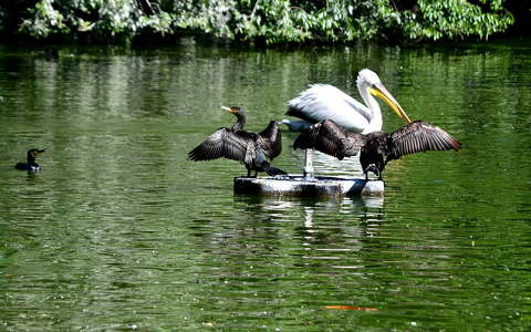 kormorán pelikán vizimadár
