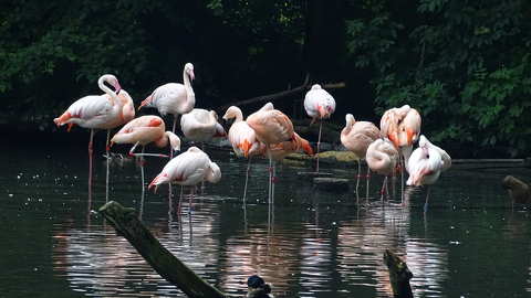 Flamingók