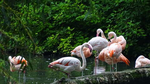 Flamingók