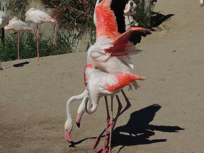 Flamingók