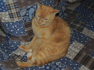Macska