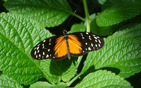 lepke