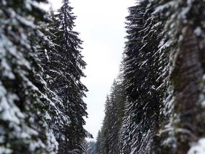 Hargita, téli erdő