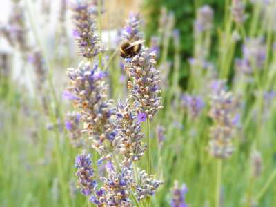 levendula