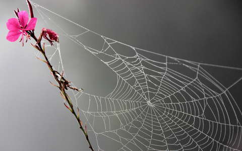 címlapfotó pókháló vadvirág