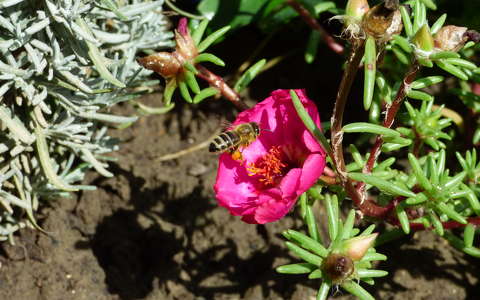 kukacvirág méh rovar
