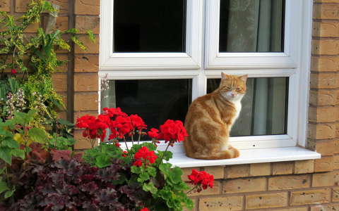 ablak címlapfotó macska muskátli