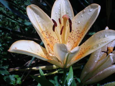 Liliom