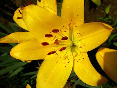Liliom
