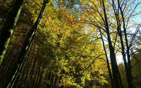 erdő ősz