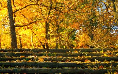 címlapfotó fény lépcső ősz