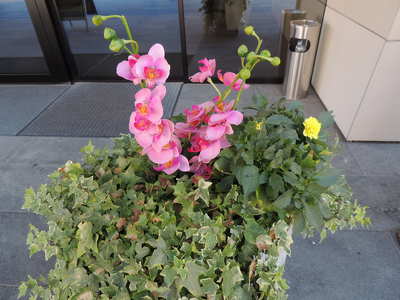 Orchidea