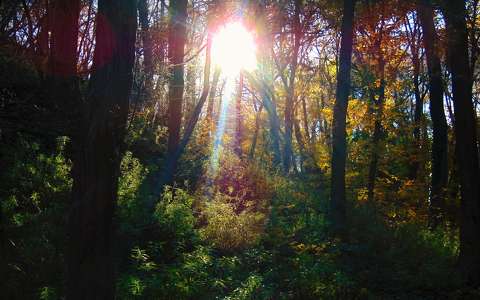 erdő fény ősz