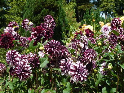 Mainau, Németország