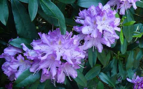 Rododendron, Jeli arborétum