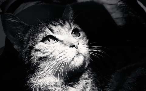 címlapfotó fekete-fehér macska
