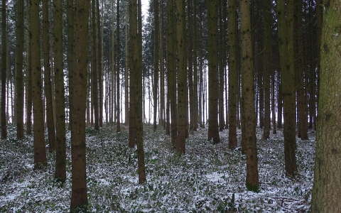 erdő tél