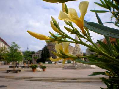 Pécs, sárga leander