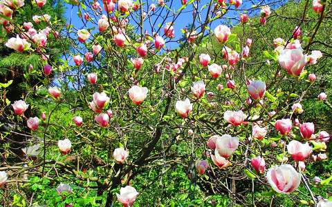 címlapfotó magnólia tavaszi virág